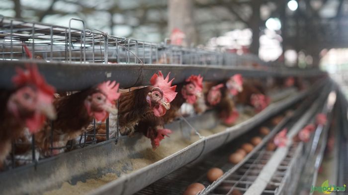 Lima Jenis Ayam Petelur yang Banyak Dibudidayakan Indonesia ... Ayam petelur jantan di Ranah Pesisir, Kabupaten Pesisir Selatan