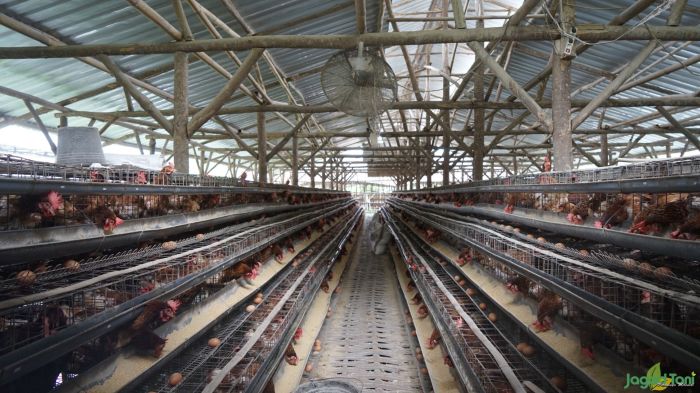 Pensiun Dini Demi Cuan Ternak Ayam Petelur - Jagad Tani - Petaninya ...