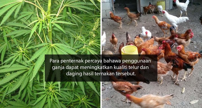 Daun penggemuk ayam di Insana Barat, Timor Tengah Utara