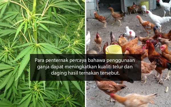 Daun penggemuk ayam di Bungin, Enrekang