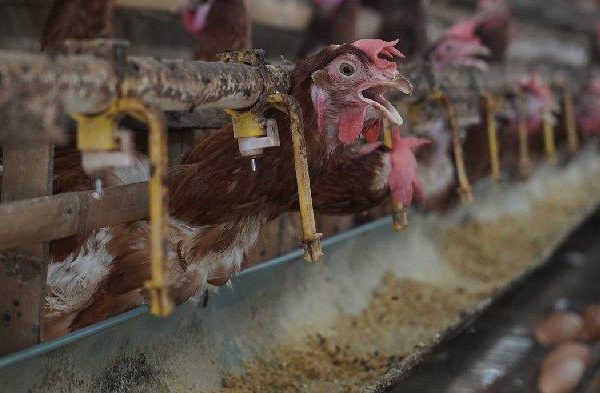 Budidaya ternak ayam di Jeruklegi, Cilacap