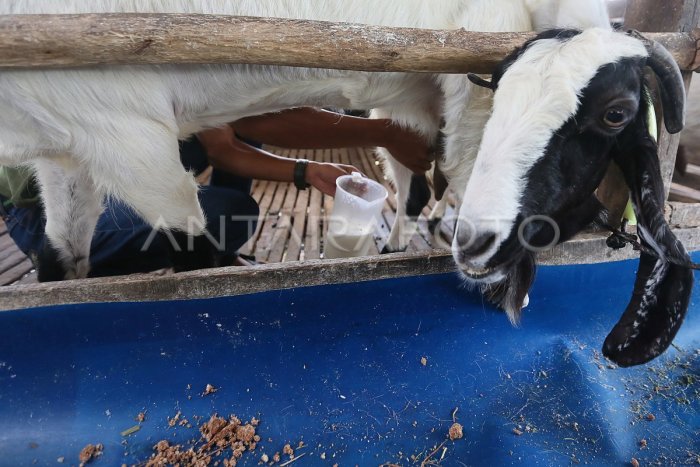 Jual Susu kambing etawa power goat milk. 15 sachet x 22gr | Shopee ... Susu kambing di Pasawahan, Purwakarta