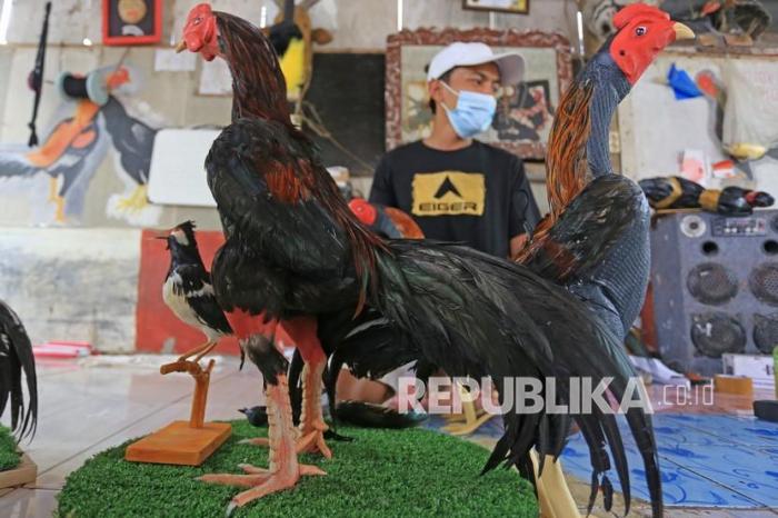 Afkir Ayam Petelur Sukses, Simak Tipsnya! - MardhatillahFarm