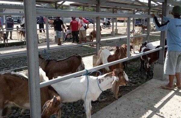 Daging kambing di Munjungan, Trenggalek