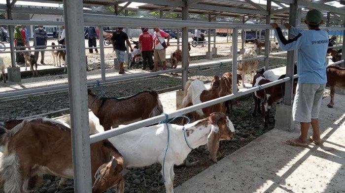 Daging kambing di Munjungan, Trenggalek
