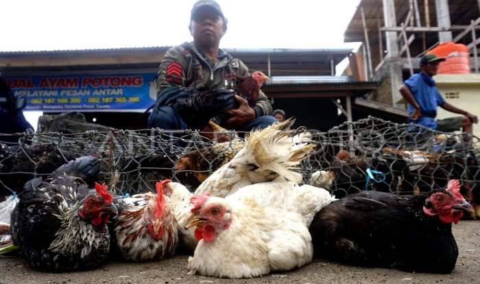 Berkunjung ke kandang Indramayu. banyak ayam berkualitas dari berbagai ... Ayam afkir di Sukagumiwang, Indramayu