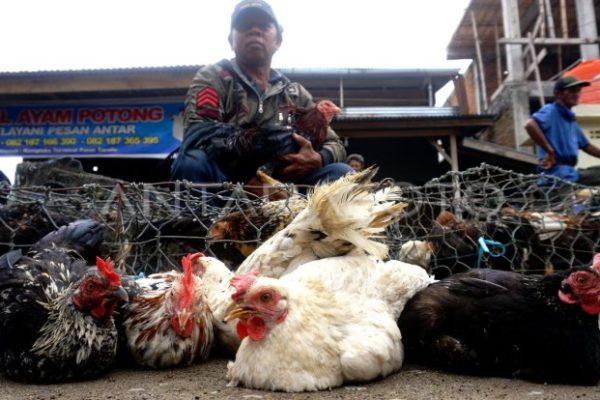 Ayam afkir di Sukagumiwang, Indramayu