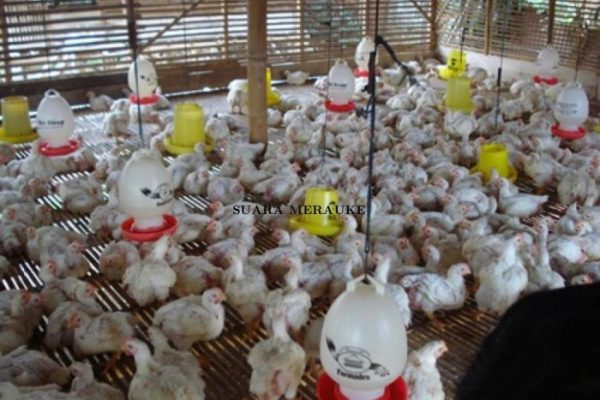 Permintaan Rekomendasi Pemasukan Doc Broiler dan Petelur Meningkat di ...