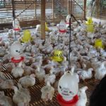 Ternak ayam petelur di Ulilin, Kab. Merauke