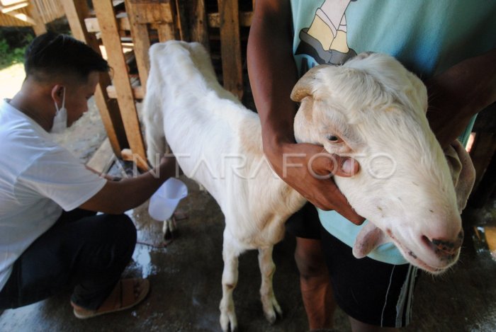 Pusat Susu Kambing Termurah Bisa untuk Anakdianak di Bantul - Tribun ... Susu kambing di Kiarapedes, Purwakarta