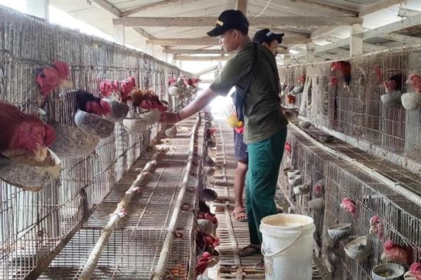 Budidaya ternak ayam di Kedung, Jepara