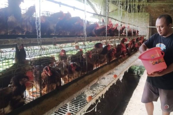 Peternak Ayam Petelur di Banyuwangi Mulai Kembali Bergeliat - TIMES ...