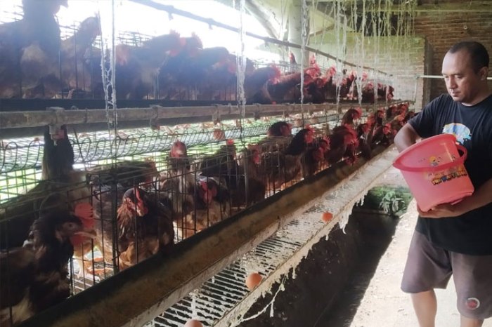 Peternak Ayam Petelur di Banyuwangi Mulai Kembali Bergeliat - TIMES ...