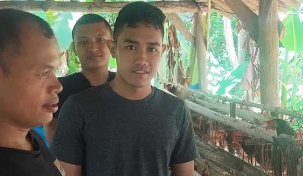 Ternak ayam petelur di Manggeng, Aceh Barat Daya