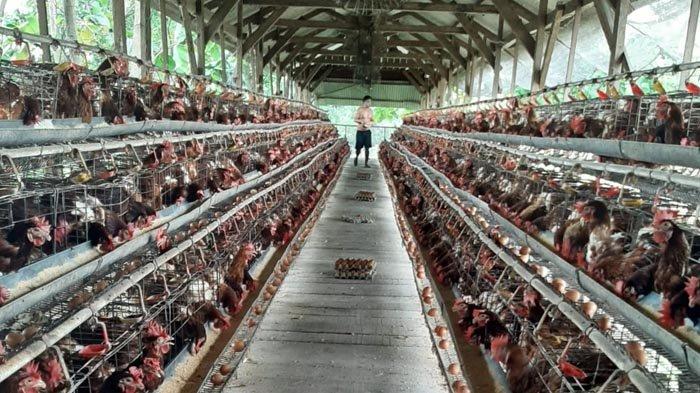 Ayam Ternak di Sarirejo, Lamongan