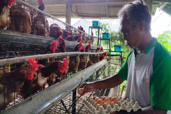 Dibantu KUR, Peternak Ayam Petelur di Bali Mulai Bangkit Ternak ayam petelur di Konawe, Konawe