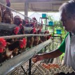 Ternak ayam petelur di Tammerodo Sendana, Majene