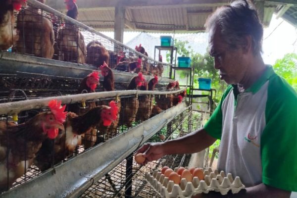 Ternak ayam petelur di Kuaro, Paser