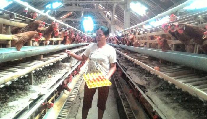 Peternak Ayam Petelur di Lumajang Menjerit meski Harga Telur di Pasaran ...
