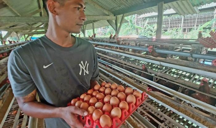 Harga Jagung Pakan Ternak Ayam Petelur Dirasa Masih Tinggi - GATRABALI.COM Harga Jagung Pakan Ternak Ayam Petelur Dirasa Masih Tinggi - GATRABALI.COM