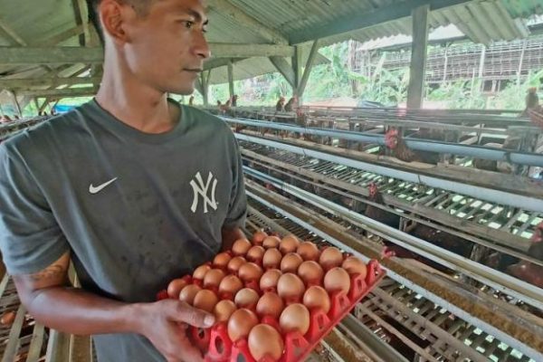 Kalau Jadi, Subsidi Jagung Pakan Ternak Hanya untuk Petani Lokal ...