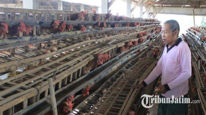 Ternak ayam petelur di Lembur, Alor