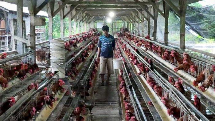 Kandang Ayam Petelur club, Tasikmalaya - Restaurant reviews Ayam merah petelur di Pancatengah, Tasikmalaya