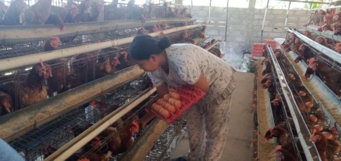Ayam petelur jantan di Rambatan, Kabupaten Tanah Datar