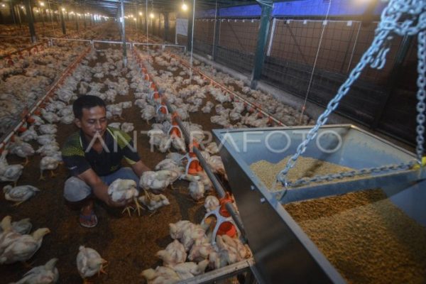 Ternak ayam petelur di Parigi, Paringi Moutong