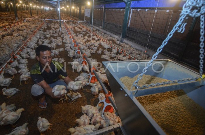 Parigi Selatan sebagai Kawasan Sentra Produksi Ternak Ternak ayam petelur di Parigi, Paringi Moutong