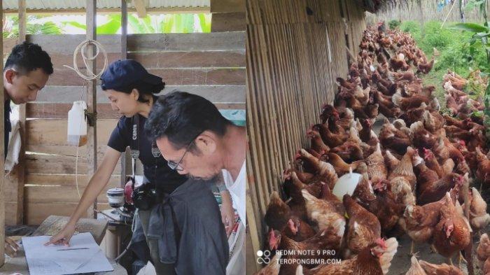Ternak ayam petelur di Wolo, Kolaka
