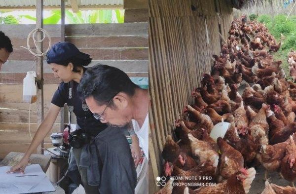 Ternak ayam petelur di Balai Riam, Sukamara