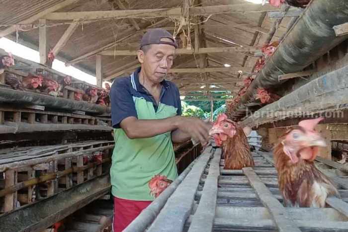 Peternak Ayam Blitar Klaim Tak Pakai Pemanas Elpiji 3 Kg Ayam Ternak di Kademangan, Blitar