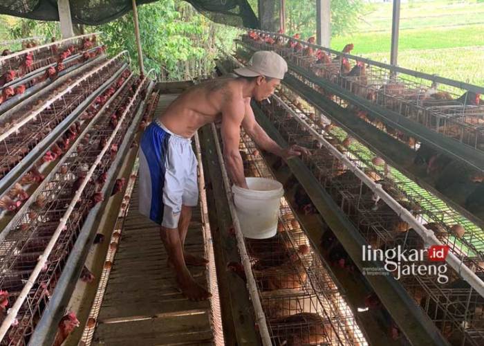 Usaha Peternakan Ayam Kampung Di Samping Rumah - YouTube Peternakan ayam kampung di Jakenan, Pati