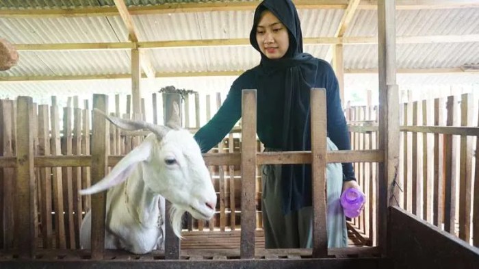 Susu kambing di Wuryantoro, Wonogiri