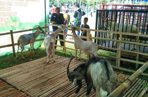 Daging kambing di Prambon, Nganjuk