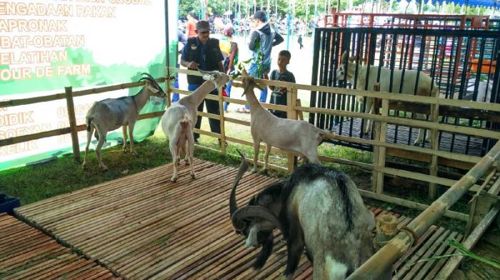 Daging kambing di Prambon, Nganjuk
