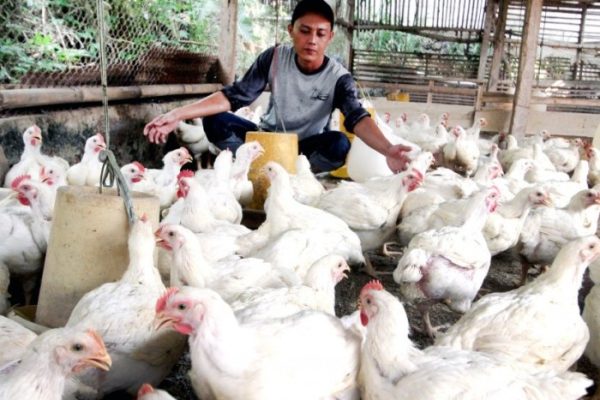 Budidaya ternak ayam di Baturaden, Banyumas