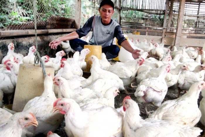 Peternak Minta Jagung untuk Pakan Ternak Diprioritaskan | Republika Online Budidaya ternak ayam di Patikraja, Banyumas