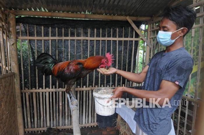 Budidaya Ayam Jago Pelung di Klaten | Republika Online Budidaya Ayam Jago Pelung di Klaten | Republika Online