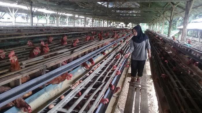 Harga Telur di Sinjai Rp 45 Ribu / Rak dan Ayam Potong Juga Rp45 Ribu ... Harga Telur di Sinjai Rp 45 Ribu / Rak dan Ayam Potong Juga Rp45 Ribu ...