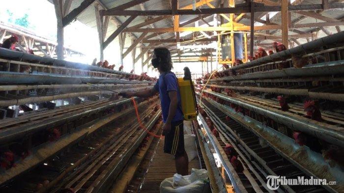 Ayam Ternak di Bululawang, Malang