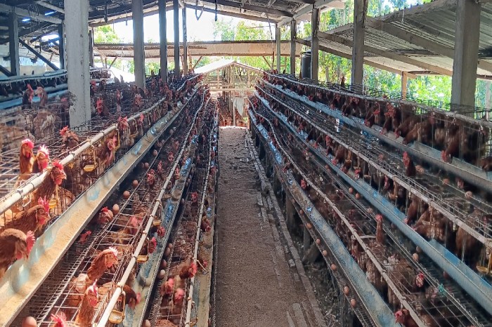 Budidaya ternak ayam di Margadana, Kota Tegal
