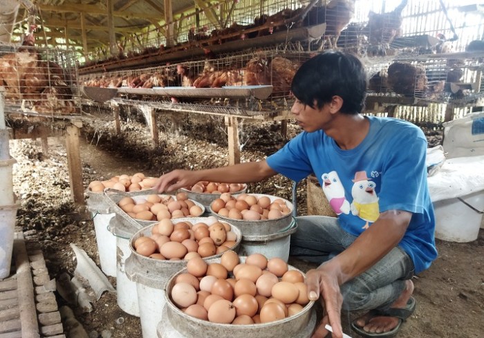 Panduan Lengkap: Sukses Budidaya Ayam Petelur di Indonesia Panduan Lengkap: Sukses Budidaya Ayam Petelur di Indonesia