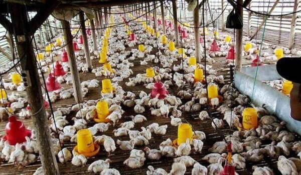Peternak Konawe Dapat 6000 Ekor Ayam - telisik.id