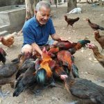 PETERNAKAN AYAM KAMPUNG PETELUR DI BPTP GORONTALO | ANTARA Foto