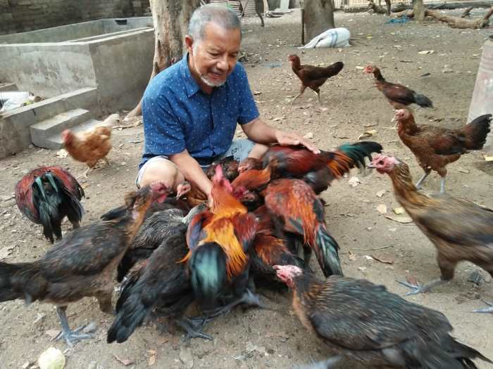Peternakan ayam kampung di Pengadegan, Purbalingga