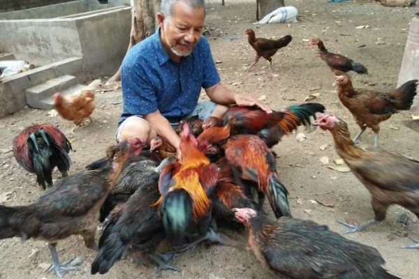 Kementan Ingin Peternakan Ayam Pindah ke Sulawesi