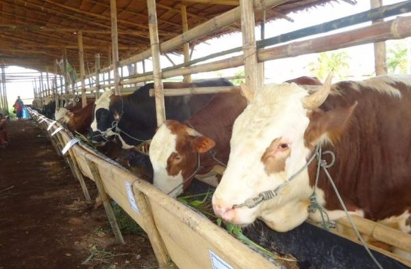 Ternak ayam petelur di Ella Hilir, Melawi