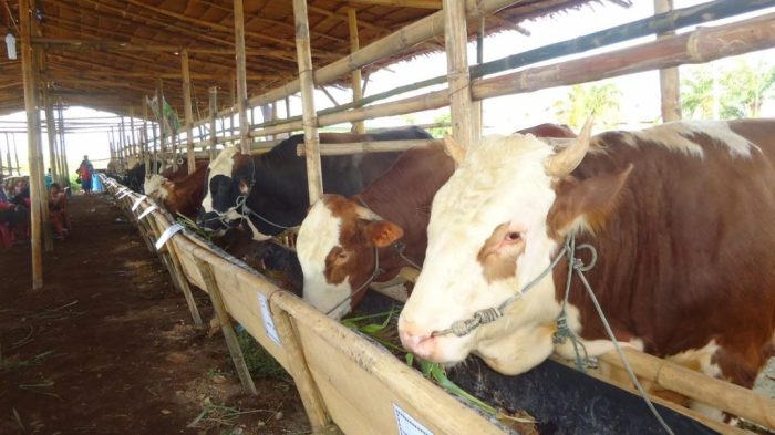 Ternak ayam petelur di Ayamaru Jaya, Kab. Maybrat